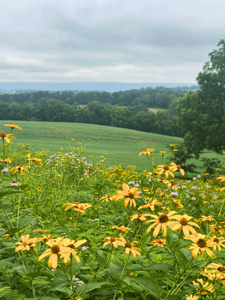 A picture of yellow flowers that overlook mountain ranges densely populated with trees at the Rentschler Arboretum